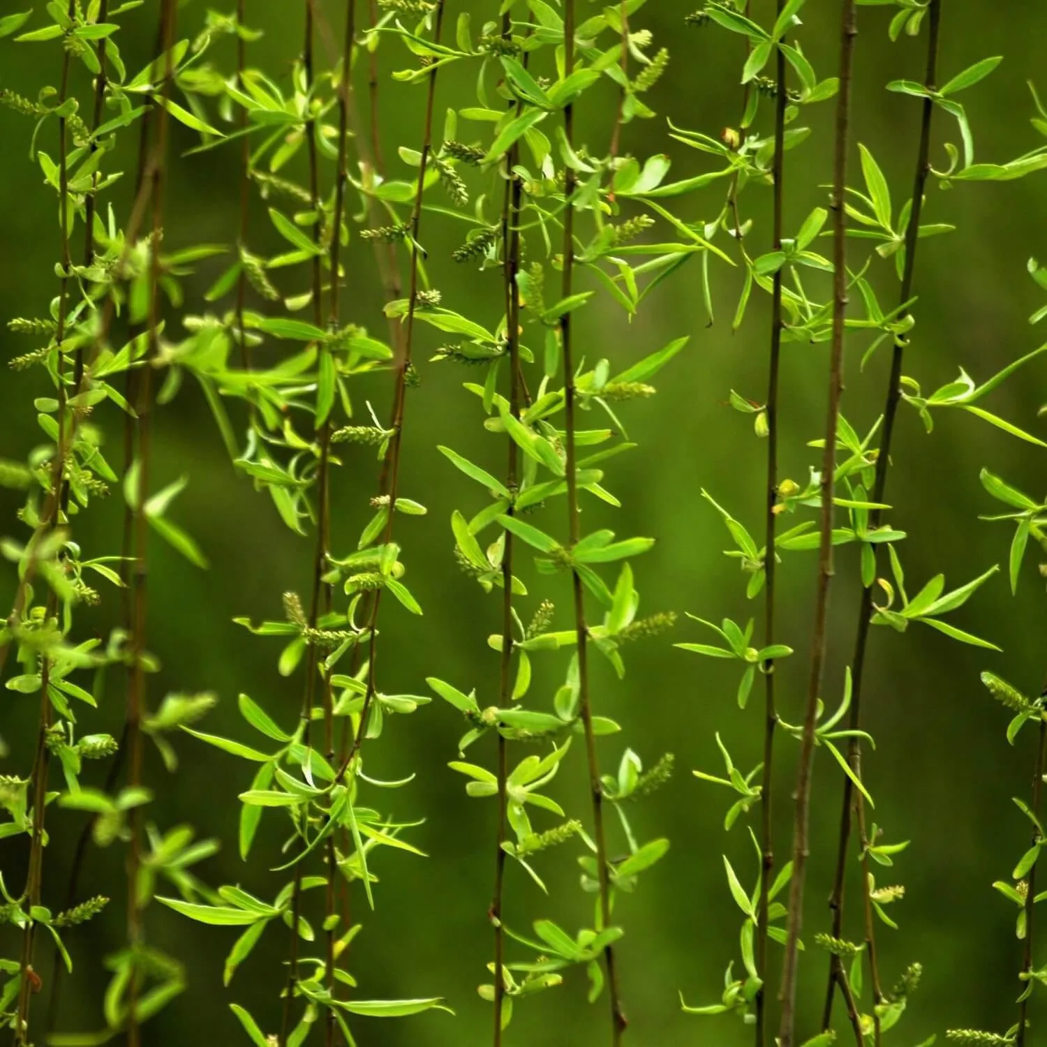 Weeping Willow