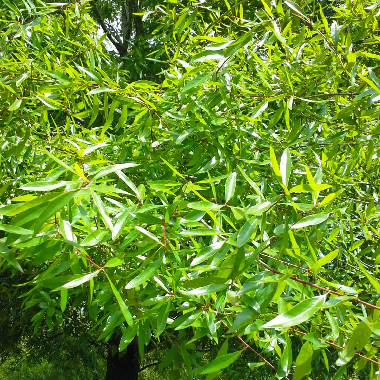 Willow Oak