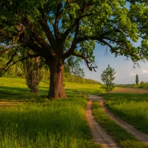 Willow Oak